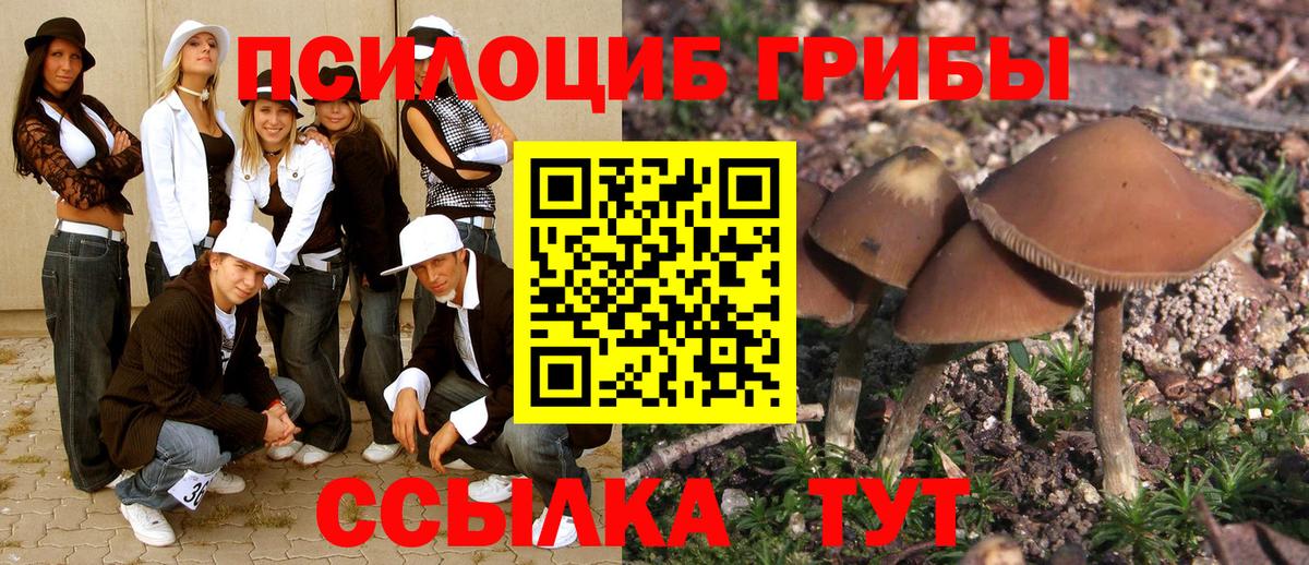 Галлюциногенные грибы Psilocybine cubensis Новотроицк