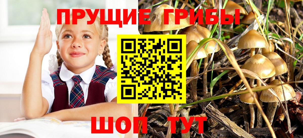 Галлюциногенные грибы Cubensis  Вход с VPN  где купить наркоту  Галлюциногенные грибы мухоморы  Новотроицк 